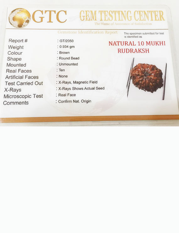 10 Mukhi Certified Rudraksha (Indonesia Origin)